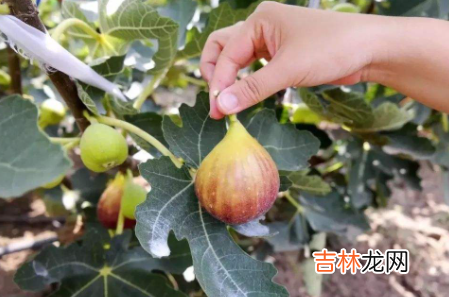 新鲜无花果上火还是去火