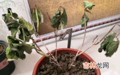 植物僵苗怎么办