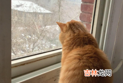 猫咪太瘦吃什么能快速胖起来