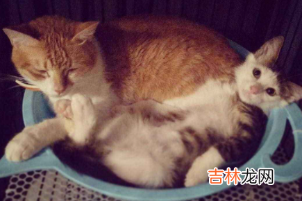 猫咪太瘦吃什么能快速胖起来