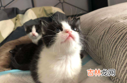 猫咪太瘦吃什么能快速胖起来