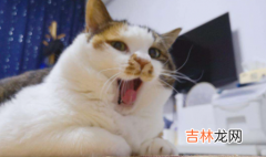 冻干鹌鹑多大的猫可以吃