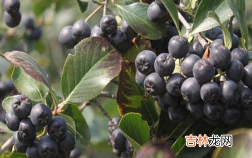 黑果花楸吃多了会中毒吗