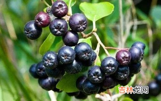黑果花楸吃多了会中毒吗