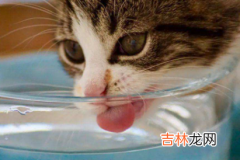 猫咪吃蜂蜜会死吗