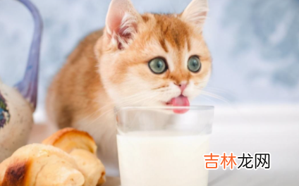 猫咪吃蜂蜜会死吗