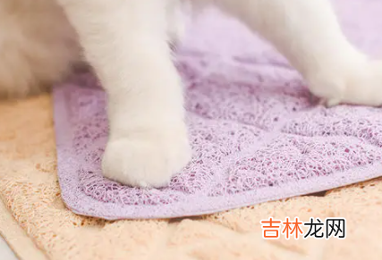 猫咪脚垫热是什么原因