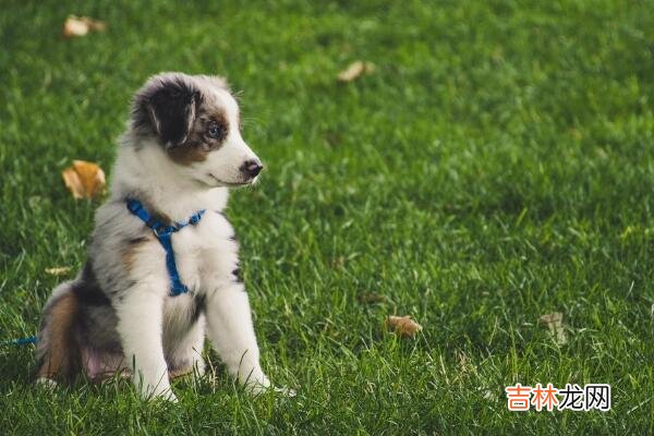 生肖属狗人的血型与财运 生肖财运详解