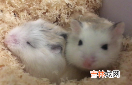 仓鼠在10几度状态下会冻死吗