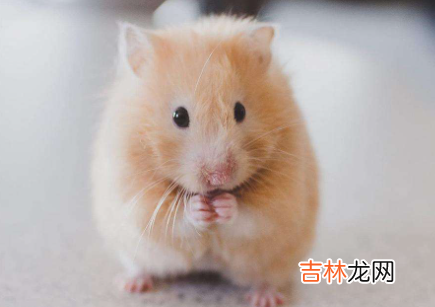 如何寻找越狱的金丝熊