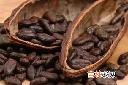 可可豆可以做巧克力吗