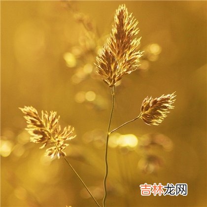 人生艰难,你今年的努力有回报?