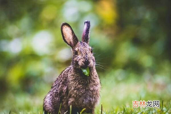 属兔AB血型的人性格与事业姻缘 解读血型与生肖