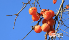 饭后多久吃柿子不算空腹