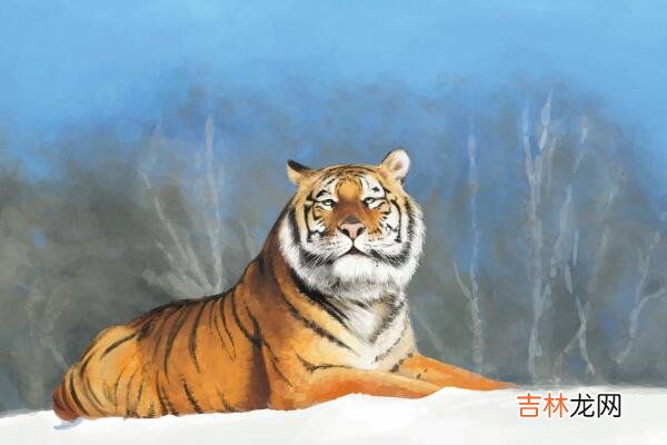 属虎B血型的人性格与事业姻缘 婚姻不稳定