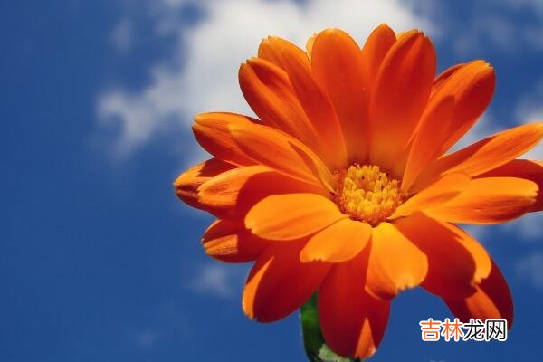 属虎射手座女生性格 你是否也有这样的优缺点