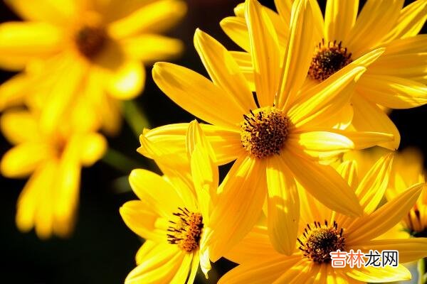 属狗的摩羯座的特点 男女性格解析