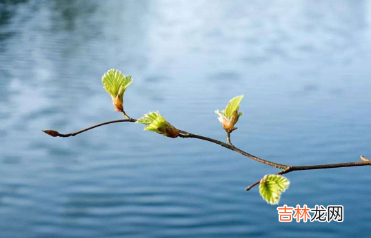 躲春可以和宠物一起躲吗