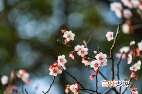 躲春可以和宠物一起躲吗