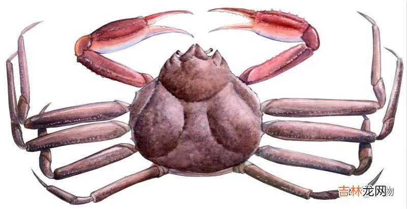 螃蟹图片,15种可食用海蟹