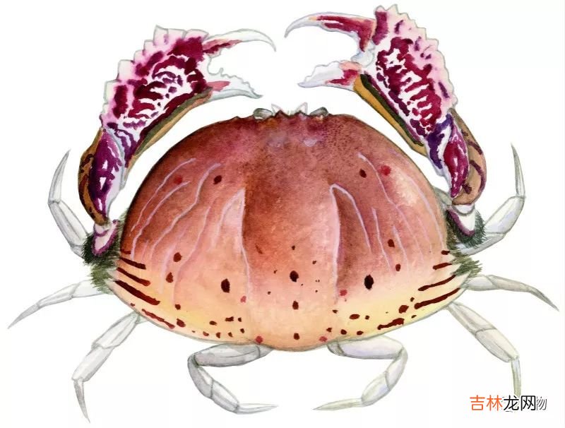 螃蟹图片,15种可食用海蟹