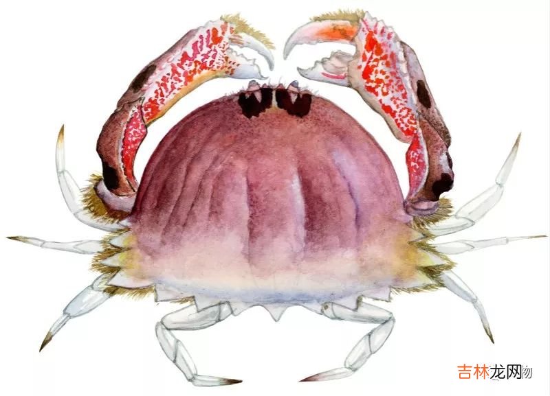 螃蟹图片,15种可食用海蟹