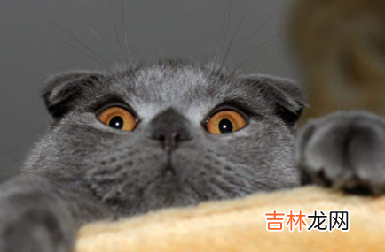 猫咪吐毛球要吐几天