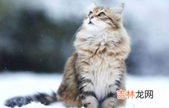 猫咪吐毛球要吐几天