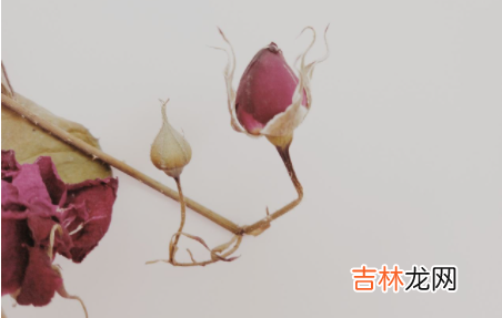 枯了的花怎么救活