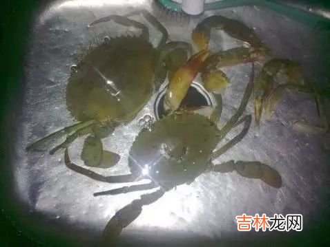 清蒸大螃蟹,活螃蟹蒸之前怎么处理?