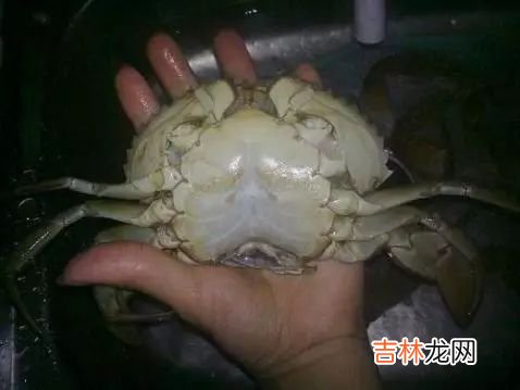 清蒸大螃蟹,活螃蟹蒸之前怎么处理?