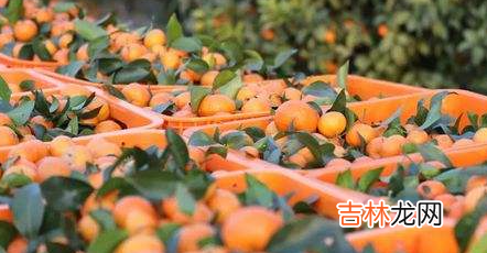 沙糖桔一天吃几个最好