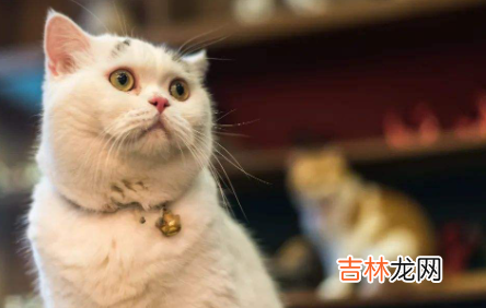 猫咪眼屎为什么是绿色的