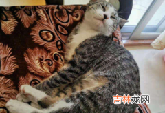 狸花猫不亲人怎么办