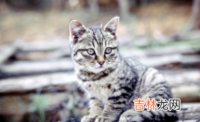 狸花猫什么行为算是认主人