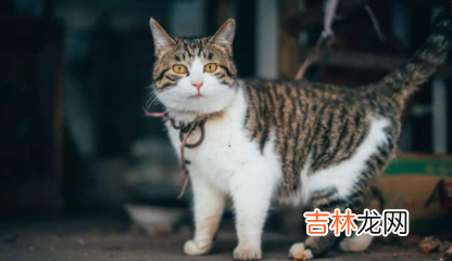 狸花猫什么行为算是认主人