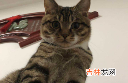 狸花猫什么行为算是认主人