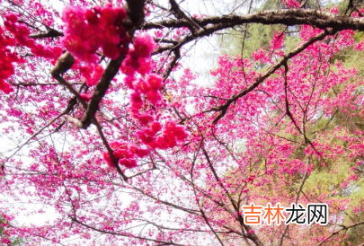 今年三月中旬能去武汉大学看樱花吗2022