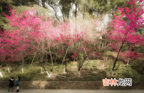 今年三月中旬能去武汉大学看樱花吗2022