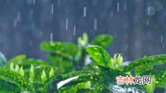 雨水节气是几九了2023