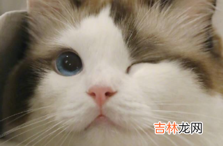 母猫有月经期嘛