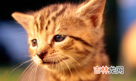 母猫有月经期嘛