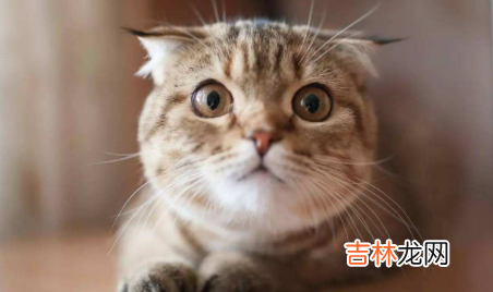 母猫有月经期嘛