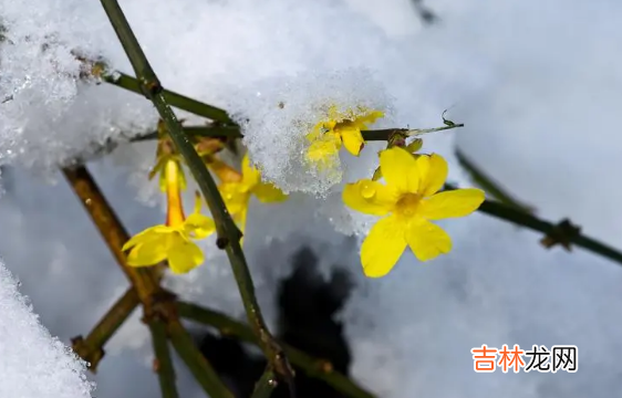 2022年倒春寒严重吗