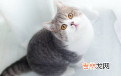 猫能感知地震吗