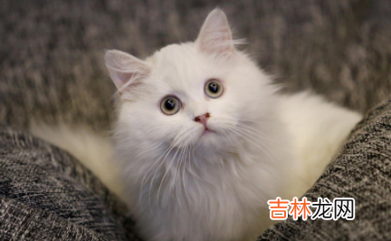 猫咪能看到主人的样子吗