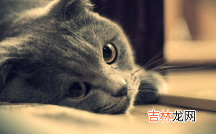 猫咪能看到主人的样子吗