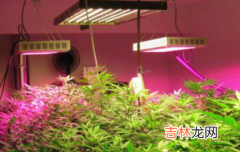 植物补光灯和普通照明灯有什么区别