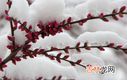 雪水浇花好不好