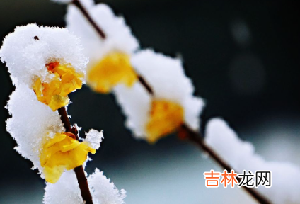 雪水浇花好不好